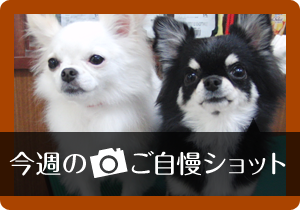 今週のご自慢ショット