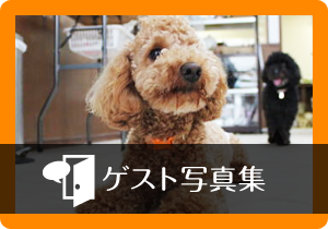 ゲスト写真集